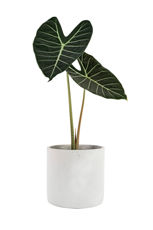 Haustierfreundliche Accessoires (KOMMT BALD)